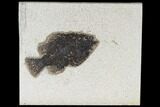 Fossil Fish (Cockerellites) - Green River Formation #113852-1